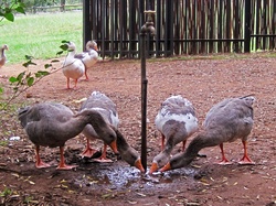 Geese drinking from puddle