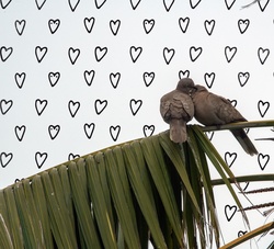 Photograph of mourning doves in palm trees
