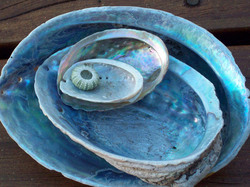 Collection of different size paua shells