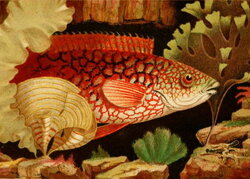 The Ancient Wrasse