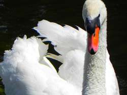 A stunning swan i saw gracefully swimming in a water pool