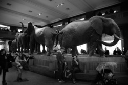 American museum of Natural History (AMNH). It is one of the the largest museums in the world. Upper West Side of Manhattan, Central Park West, NY