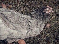 Dead chicken lying on grass