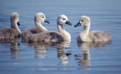 Cute fluffy swan chick swimming on the duckling lake