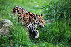 Jaguar walking in grass
