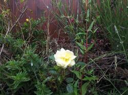 Peak Gardening Season
