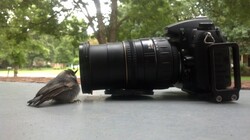 Bird camera watching