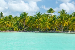 Caribbean coast with palm trees and blue sea