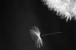 Dandelion on black background