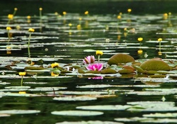 Waterlily Flower