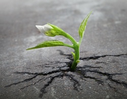 Tiny sprout growing through urban asphalt under impossible conditions