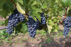 Purple grapes ready for harvest