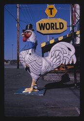 Rooster statue at Shirt World, Pigeon Forge, Tennessee.