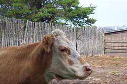 Cow in the corral