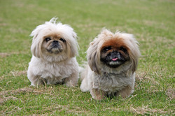 Cute Dogs