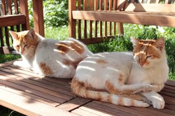 Kitties