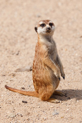 Meerkat on Watch
